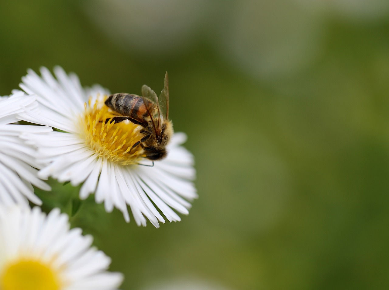 Get Buzzy: Bee Crafts for Kids